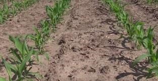 Lessons Learned From Preemergence Corn Herbicide Research This Spring